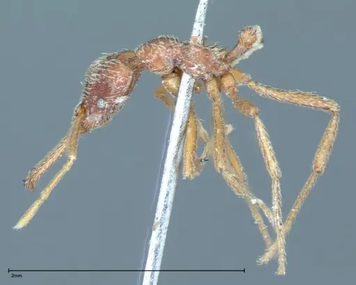 Strumigenys rehi specimen FOCOL0042 image focol0042_3