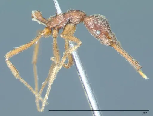 Strumigenys rehi specimen FOCOL0042 image focol0042_4