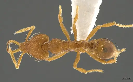 Strumigenys relahyla specimen CASENT0763678 image casent0763678_1
