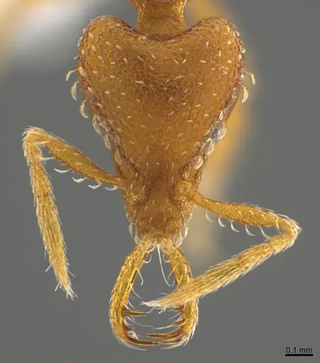 Strumigenys relahyla specimen CASENT0763678 image casent0763678_2