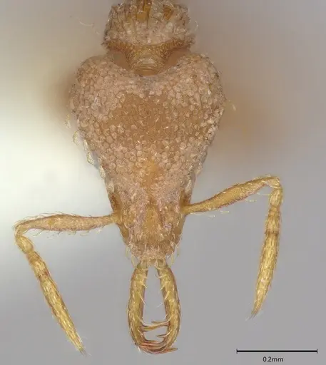 Strumigenys relahyla specimen CASENT0810387 image casent0810387_1