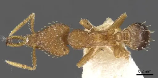 Strumigenys relahyla specimen CASENT0900604 image casent0900604_1
