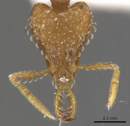 Strumigenys relahyla specimen CASENT0900604 image casent0900604_2