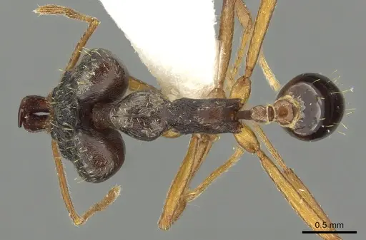 Strumigenys retothra specimen CASENT0900861 image casent0900861_1