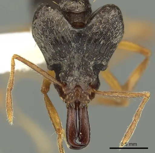 Strumigenys retothra specimen CASENT0900861 image casent0900861_2
