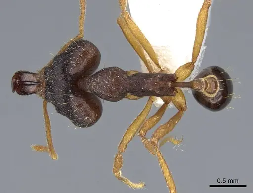 Strumigenys retothra specimen CASENT0914863 image casent0914863_1