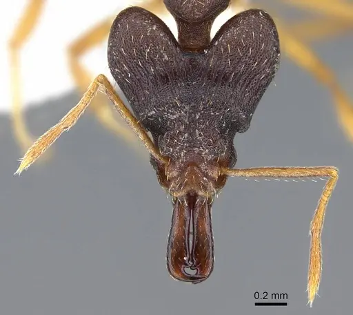Strumigenys retothra specimen CASENT0914863 image casent0914863_2