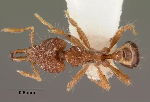 Strumigenys rhadina specimen CASENT0102582 image casent0102582_1