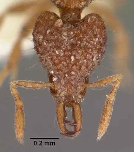 Strumigenys rhadina specimen CASENT0102582 image casent0102582_2