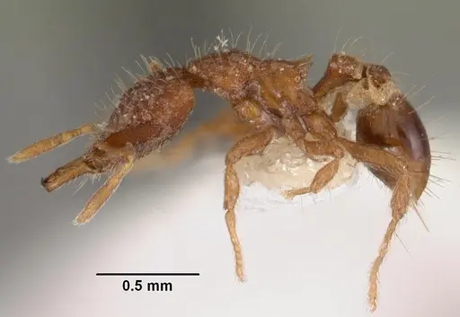 Strumigenys rhadina specimen CASENT0102582 image casent0102582_3