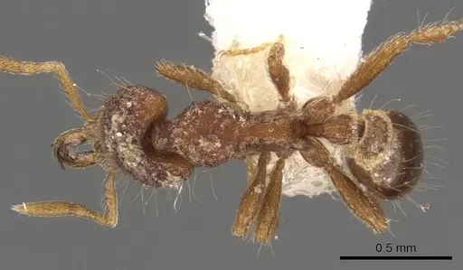 Strumigenys rhadina specimen CASENT0900788 image casent0900788_1