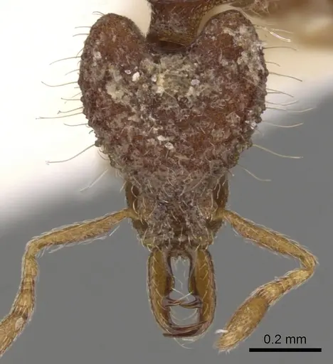 Strumigenys rhadina specimen CASENT0900788 image casent0900788_2