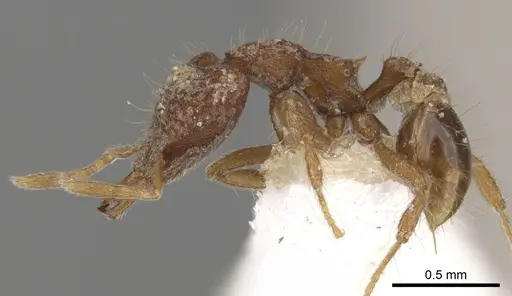 Strumigenys rhadina specimen CASENT0900788 image casent0900788_3