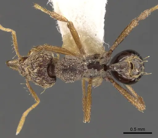 Strumigenys rhea specimen CASENT0900108 image casent0900108_1