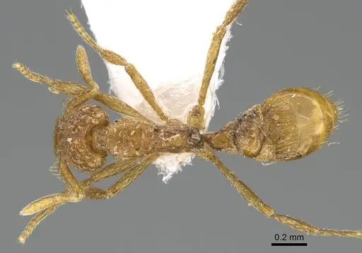 Strumigenys robertsoni specimen CASENT0747799 image casent0747799_1