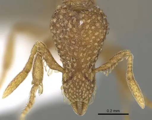 Strumigenys robertsoni specimen CASENT0747799 image casent0747799_2