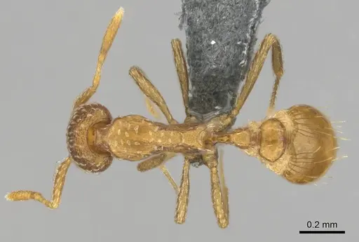 Strumigenys robertsoni specimen CASENT0812321 image casent0812321_1