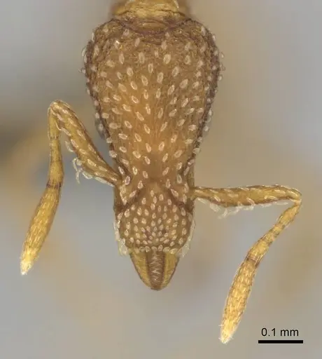 Strumigenys robertsoni specimen CASENT0812321 image casent0812321_2