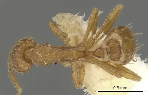 Strumigenys robertsoni specimen CASENT0900079 image casent0900079_1