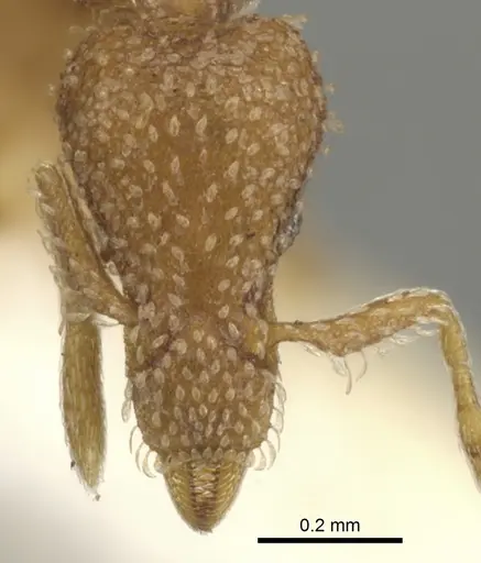 Strumigenys robertsoni specimen CASENT0900079 image casent0900079_2