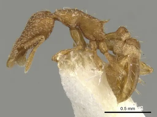 Strumigenys robertsoni specimen CASENT0900079 image casent0900079_3