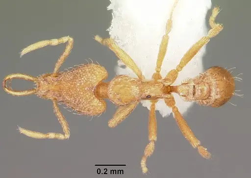 Strumigenys rofocala specimen CASENT0102622 image casent0102622_1