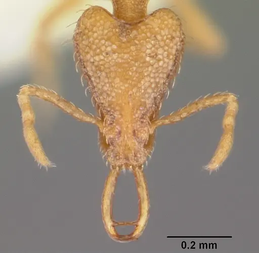 Strumigenys rofocala specimen CASENT0102622 image casent0102622_2