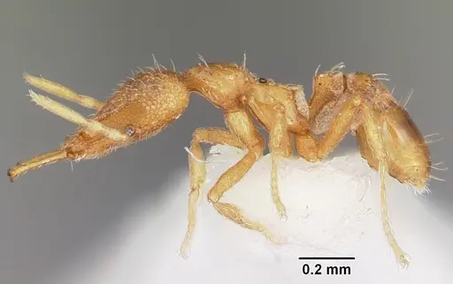 Strumigenys rofocala specimen CASENT0102622 image casent0102622_3