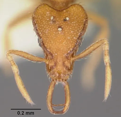 Strumigenys rofocala specimen CASENT0104944 image casent0104944_2