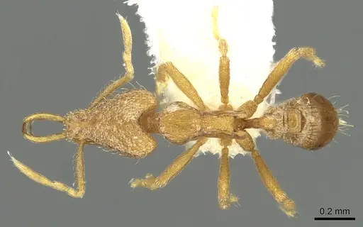 Strumigenys rofocala specimen CASENT0900828 image casent0900828_1