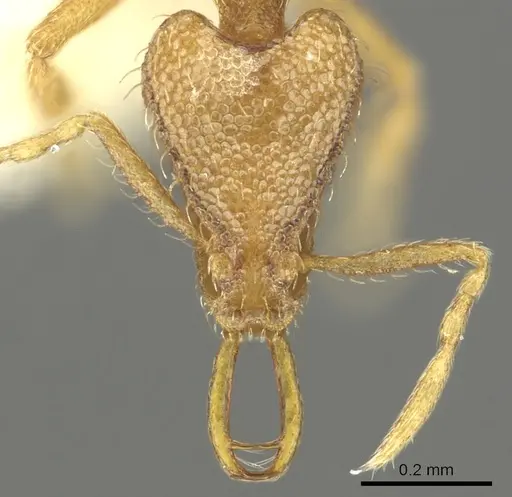 Strumigenys rofocala specimen CASENT0900828 image casent0900828_2