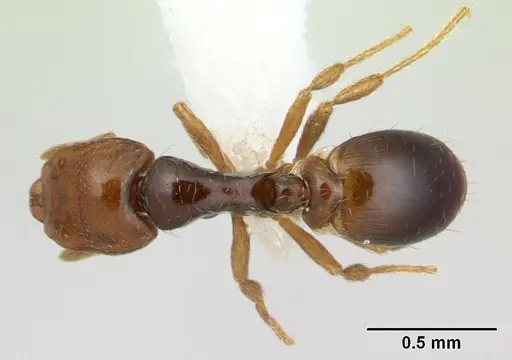 Strumigenys rogata specimen CASENT0603530 image casent0603530_1