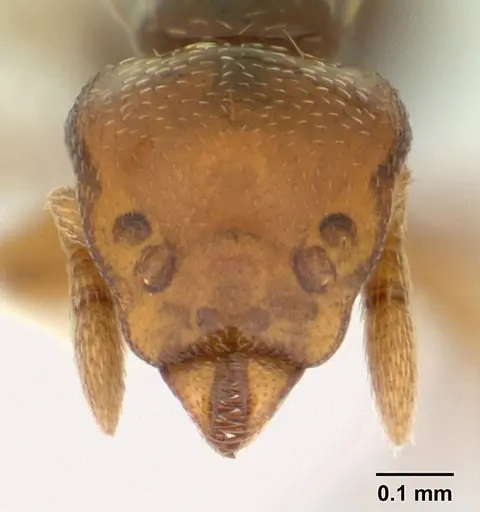 Strumigenys rogata specimen CASENT0603530 image casent0603530_2