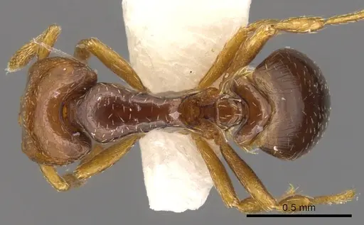Strumigenys rogata specimen CASENT0900210 image casent0900210_1