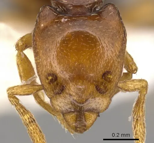 Strumigenys rogata specimen CASENT0900210 image casent0900210_2
