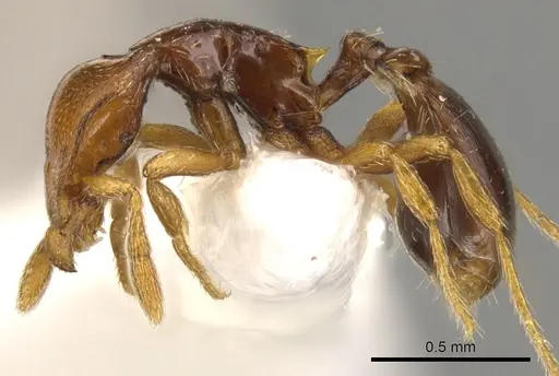 Strumigenys rogata specimen CASENT0900210 image casent0900210_3