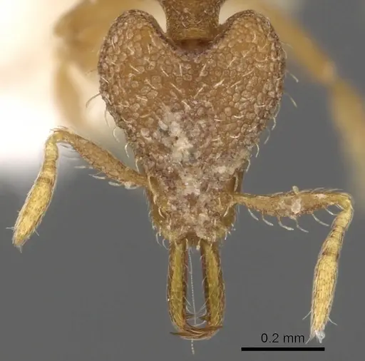 Strumigenys rogata specimen CASENT0900885 image casent0900885_2