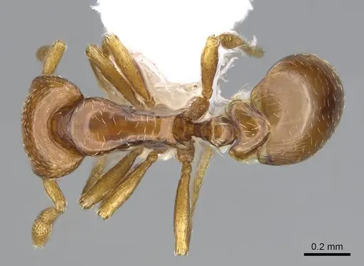 Strumigenys rogata specimen CASENT0914610 image casent0914610_1
