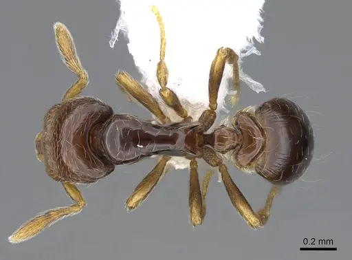 Strumigenys rogata specimen CASENT0914611 image casent0914611_1