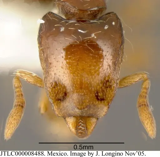 Strumigenys rogata specimen JTLC000008488 image jtlc000008488_1