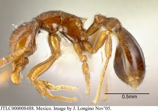 Strumigenys rogata specimen JTLC000008488 image jtlc000008488_2