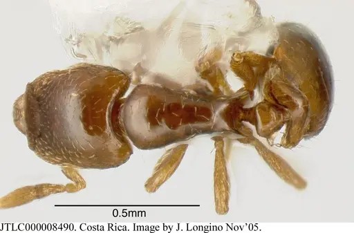 Strumigenys rogata specimen JTLC000008490 image jtlc000008490_1
