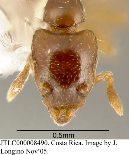 Strumigenys rogata specimen JTLC000008490 image jtlc000008490_2