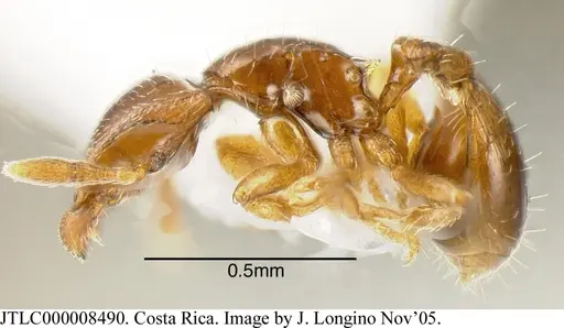 Strumigenys rogata specimen JTLC000008490 image jtlc000008490_3