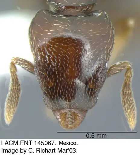 Strumigenys rogata specimen LACMENT145067 image lacment145067_1