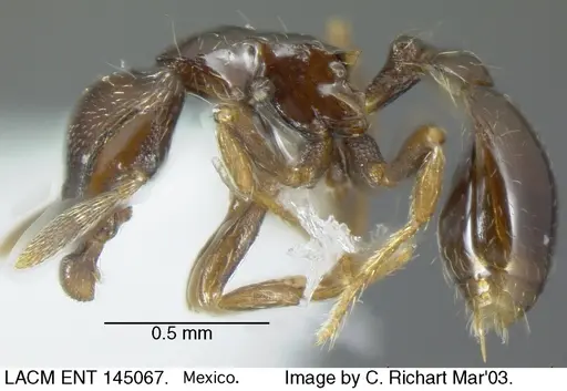 Strumigenys rogata specimen LACMENT145067 image lacment145067_2