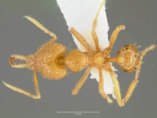 Strumigenys rogeri specimen CASENT0005897 image casent0005897_1