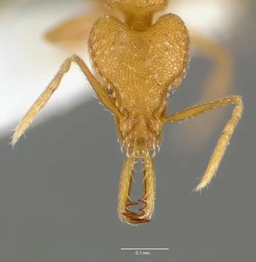 Strumigenys rogeri specimen CASENT0005897 image casent0005897_2