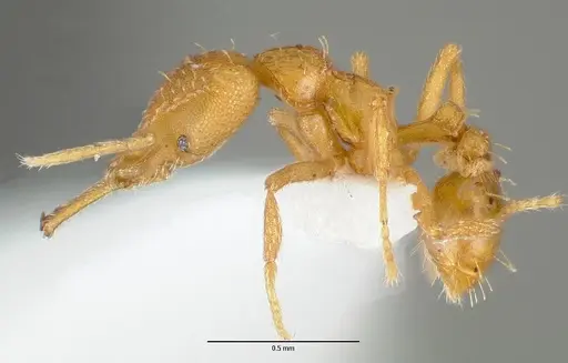 Strumigenys rogeri specimen CASENT0005897 image casent0005897_3
