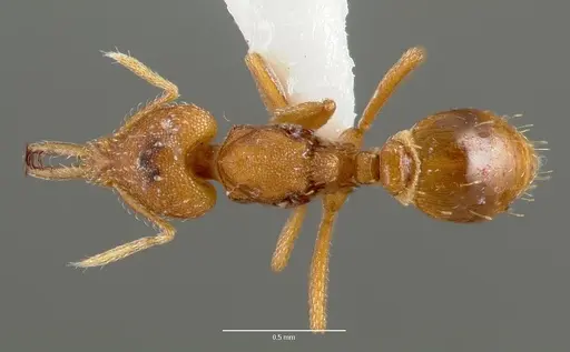 Strumigenys rogeri specimen CASENT0006035 image casent0006035_1